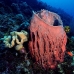 sponge_barrel_jg_v_0705_png0802.jpg